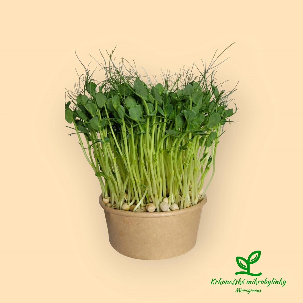 Rostoucí microgreens - hrášek, min. 75 g