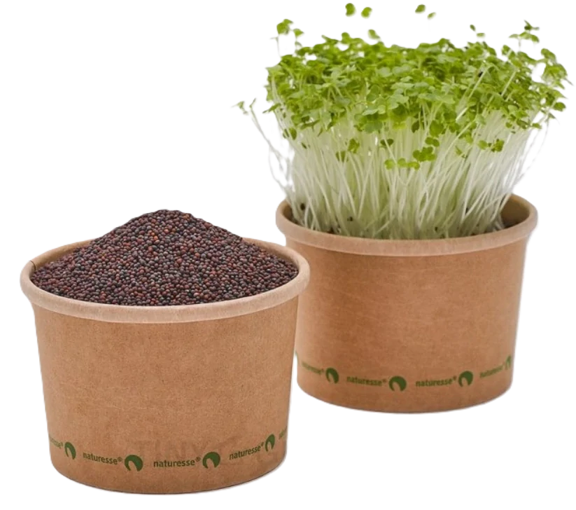 Brokolice Verde - BIO semínka na klíčení a microgreens