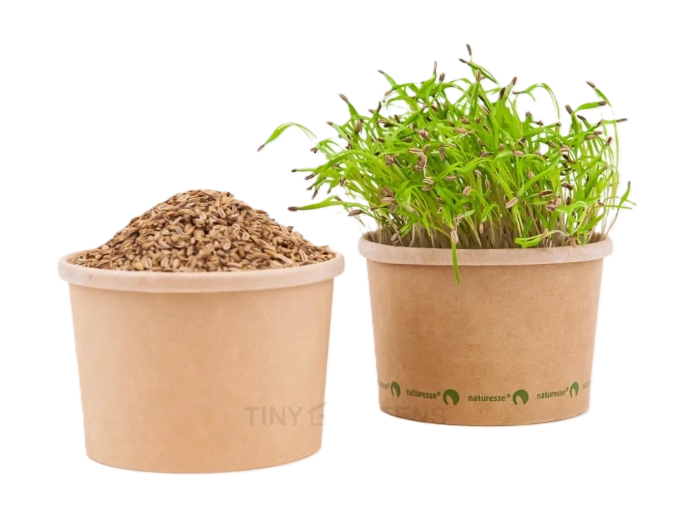 Fenykl Fling - BIO semínka na klíčení a microgreens