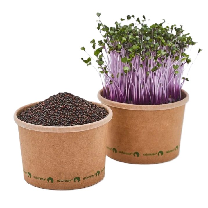 Červený kedluben Grape - BIO semínka na klíčení a microgreens 100 g