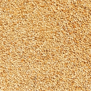 Quinoa bílá